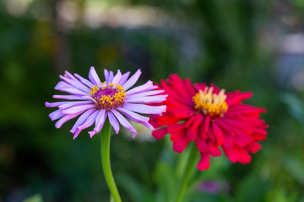 Flor de flor de zinnia púrpura sobre un fondo verde en una fotografía macro de un día de verano