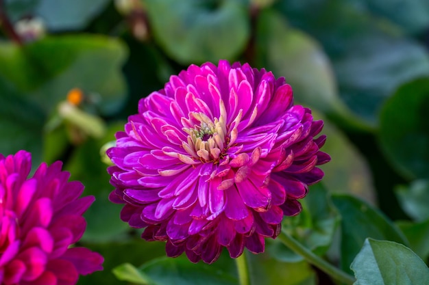 Flor de flor de zinnia púrpura sobre un fondo verde en una fotografía macro de un día de verano.