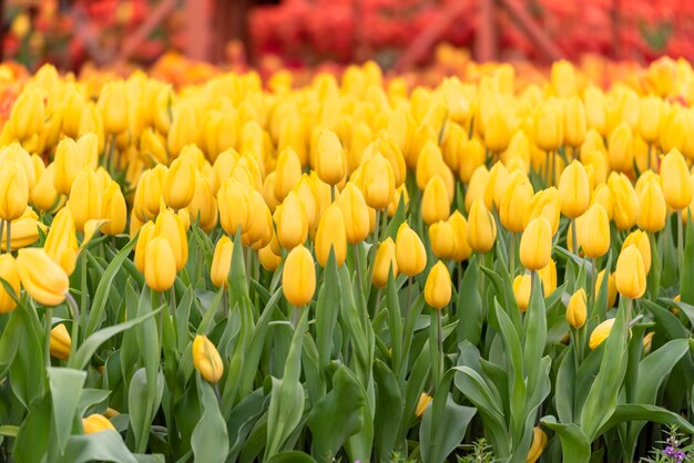 Flor floral das tulipas amarelas no jardim da mola com natureza verde.