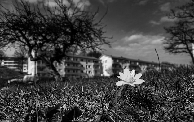 Foto la flor florece en el campo de hierba contra el cielo