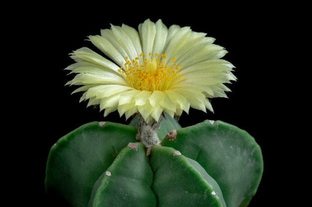 Flor floreciente del cactus Astrophytum Myriostigma