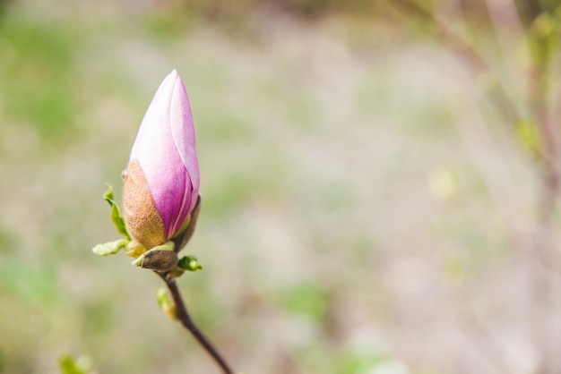 Flor floreciente de cerca se acerca la primavera