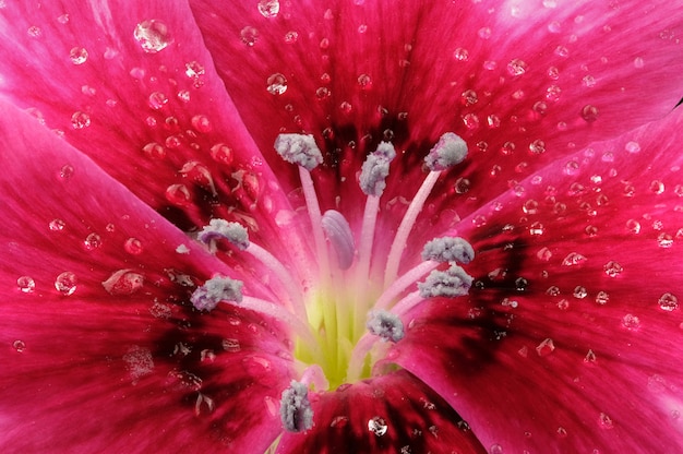 Flor floreciente claveles rojos