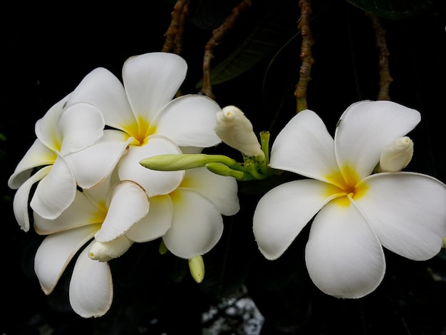 La flor floreciente, franjipani blanco.