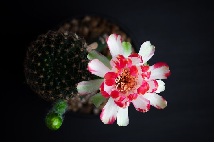 Flor floreciente hermosa del cactus de Lobivia en fondo negro