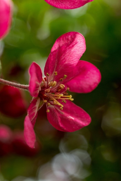 Flor floreciente Malus Scarlet en una rama de árbol