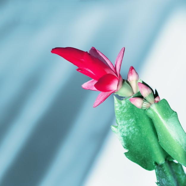 Flor floreciente de Schlumbergera de cerca