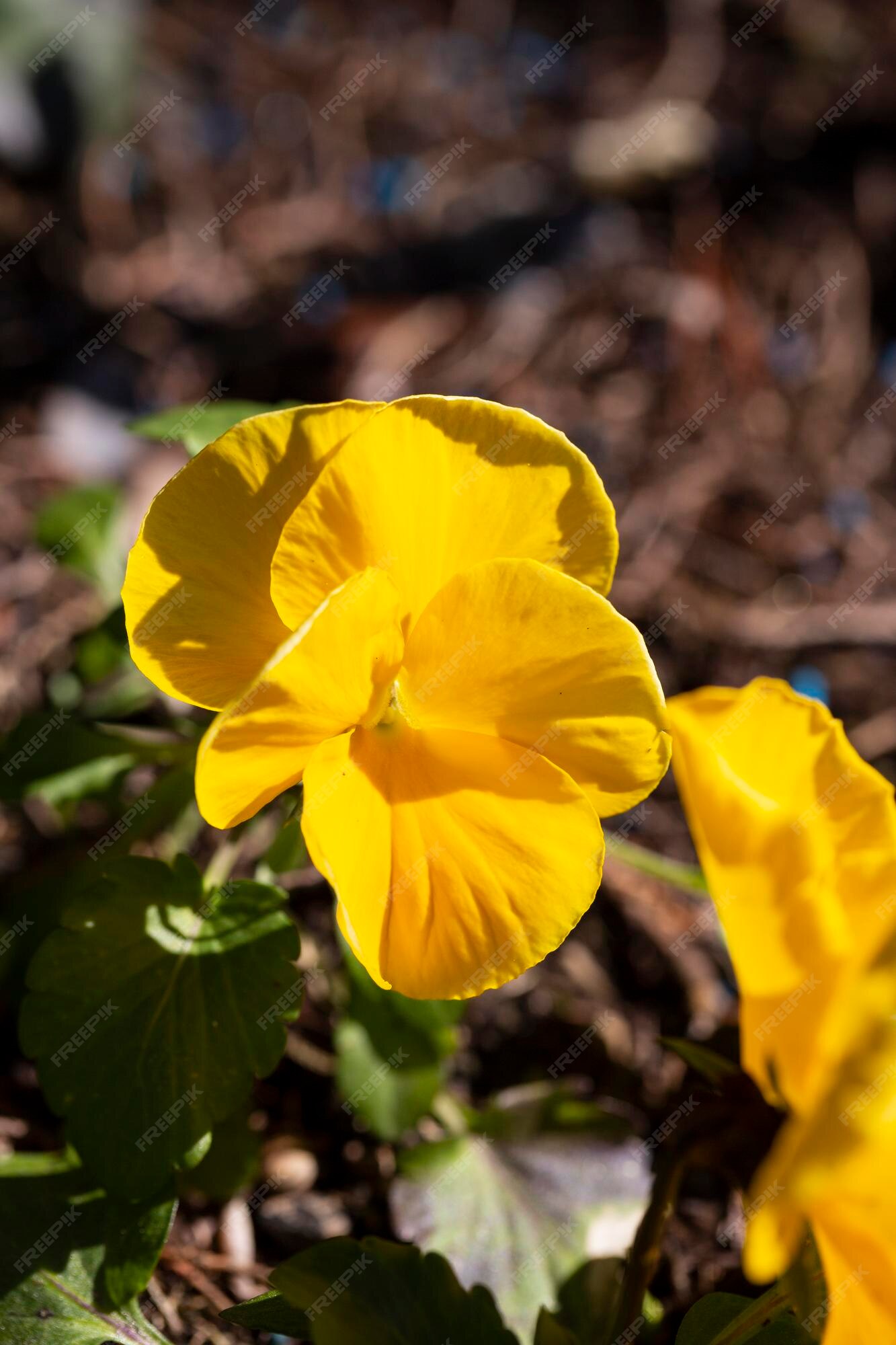 Flor floreciente viola wittrockiana en el jardín conocido como pensamiento  de jardín o pensamiento flor de viola amarilla concepto de jardinería cerca  de la cabeza de la flor | Foto Premium