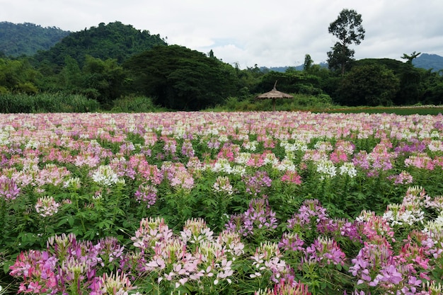 La flor de las flores de la araña o Cleome Hassleriana