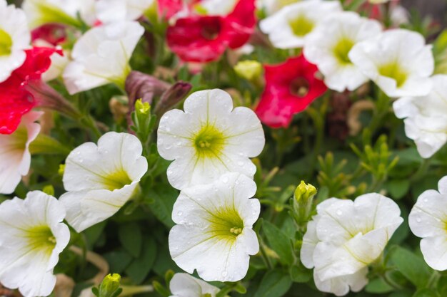 una flor con flores blancas y rosas que están afuera