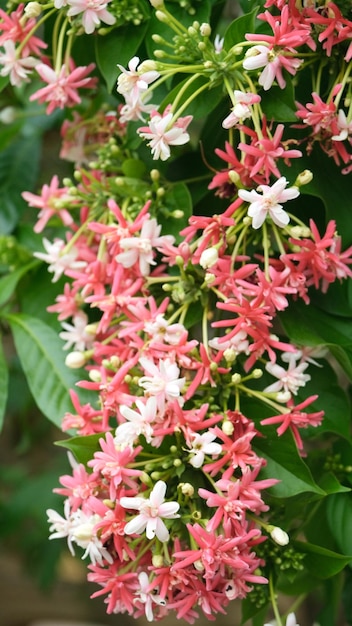 Foto una flor con flores blancas y rosas que están en flor