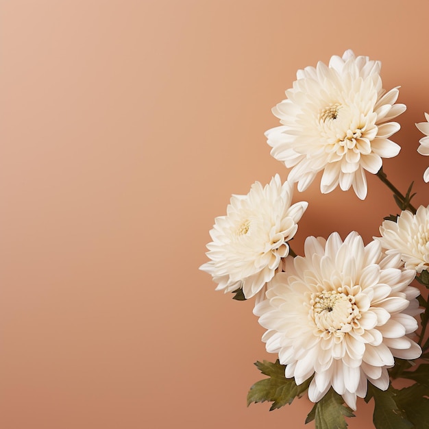 Flor de flores de crisantemo blanco sobre un fondo beige