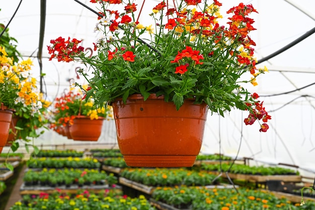 Flor florescendo em vaso pendurado em primeiro plano conceito de produção de flores em uma estufa