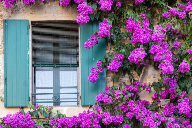 Flor florescente de bouganville na decoração exterior da temporada de verão da casa italiana com janela tradicional
