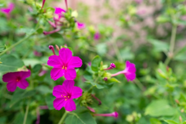 Flor florescente de mirbilis no jardim