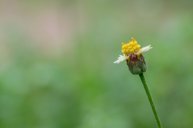 Flor Florestal