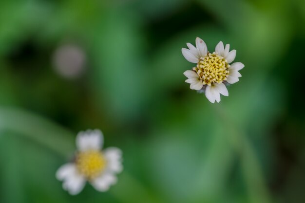 Flor Florestal