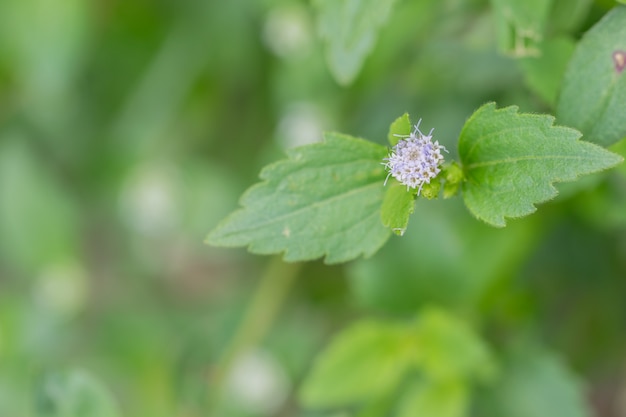 Flor Florestal