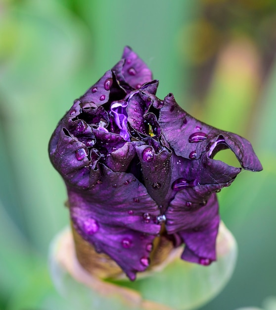 Flor sin florir iris morado