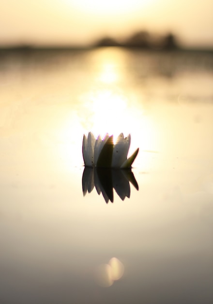 Foto flor flotando en el agua