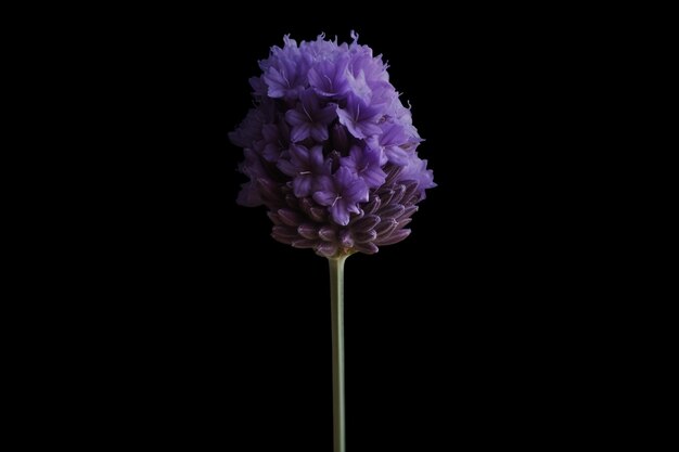 Una flor con un fondo negro y una flor morada en el medio.