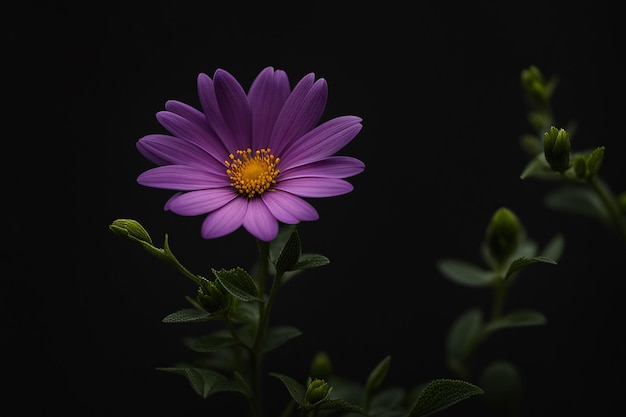 Flor en fondo oscuro Diseño Foto de fondo listo