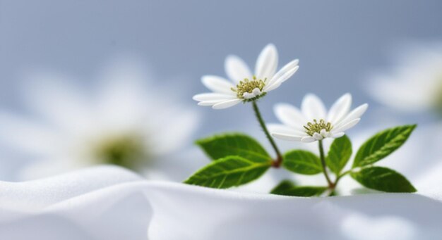 flor de fondo en tela blanca