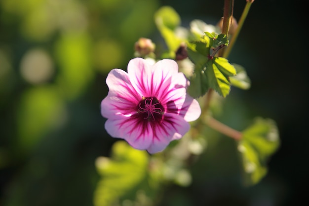 Flor de fondo