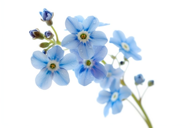 La flor de Forgetmenots aislada en el fondo blanco