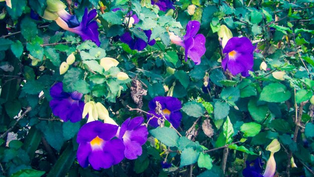 Flor de la foto de las flores de la mariposa