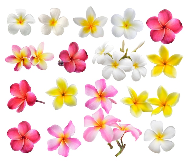 flor de frangipani aislada sobre un fondo blanco