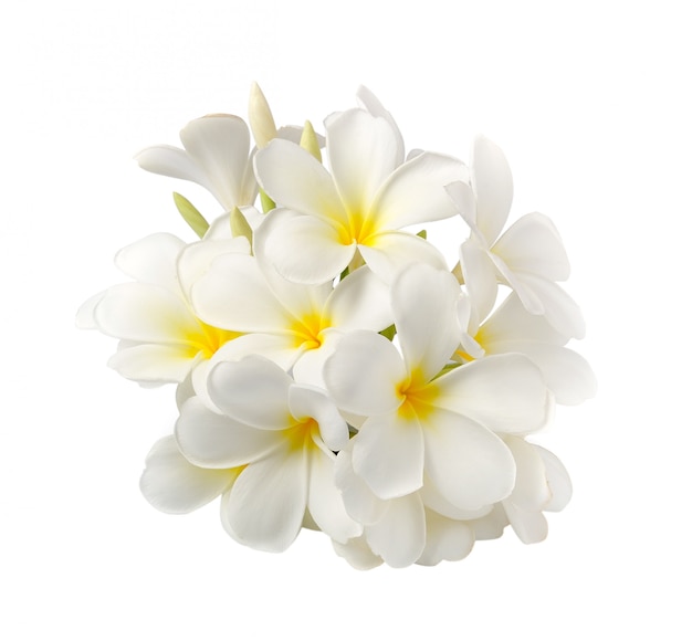 Foto flor de frangipani aislado en blanco en el espacio en blanco