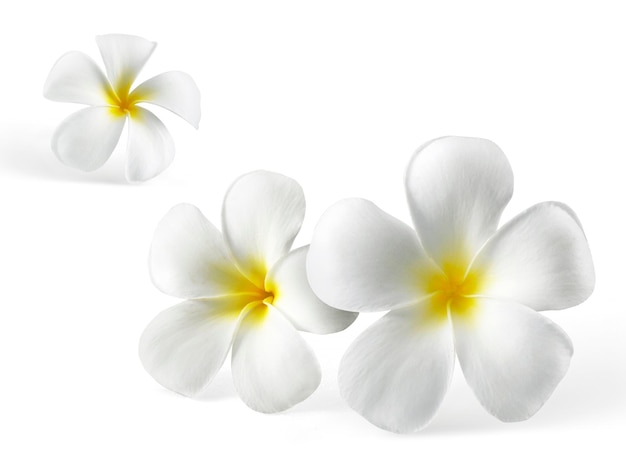 Flor de frangipani aislado en blanco