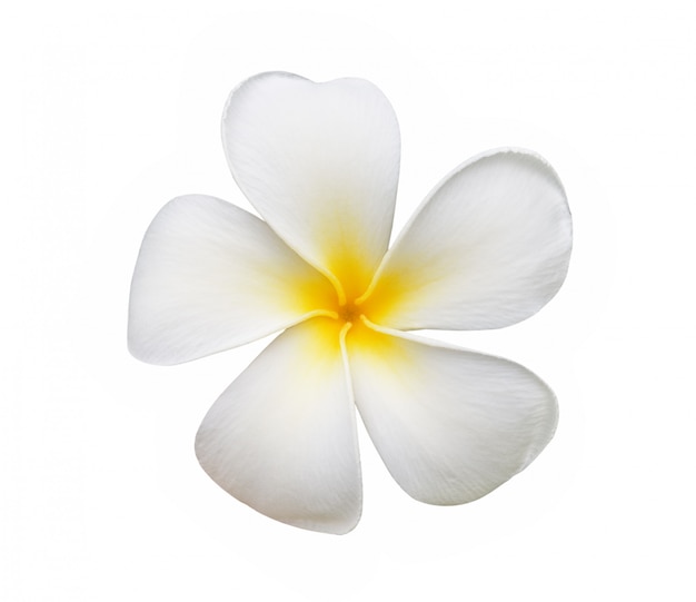 Flor de Frangipani aislado en espacio en blanco