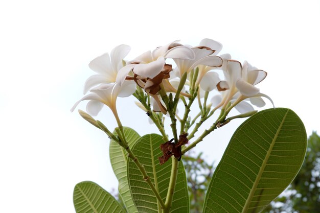 Flor de Frangipani aislado sobre un fondo blanco.