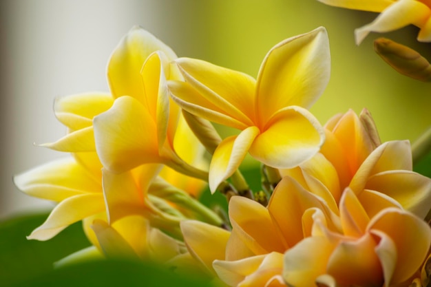 flor frangipani, bali, indonesia