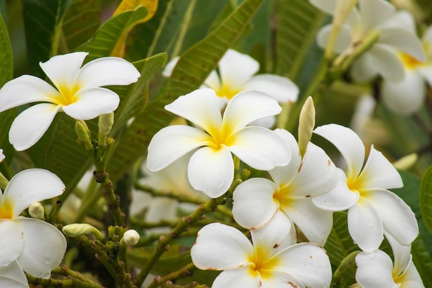 Flor Frangipani blanca Plumeria alba con hojas verdes