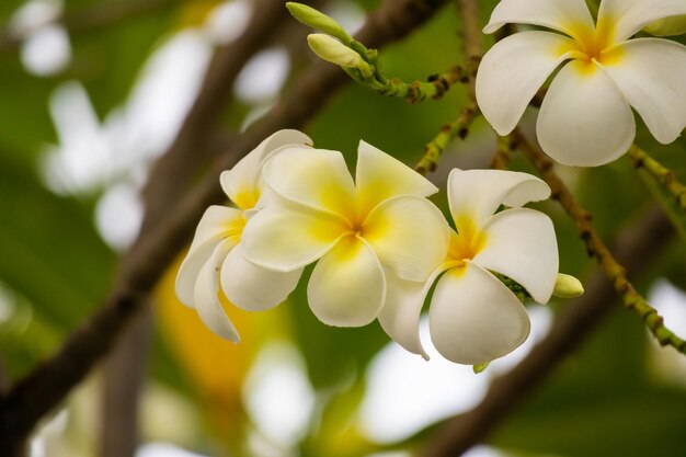 Flor Frangipani blanca Plumeria alba con hojas verdes