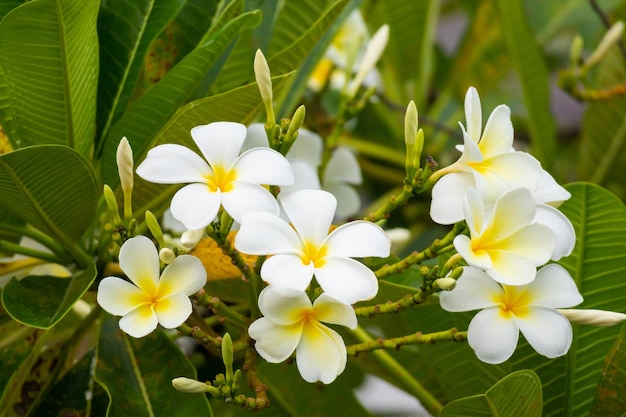 Flor Frangipani blanca Plumeria alba con hojas verdes