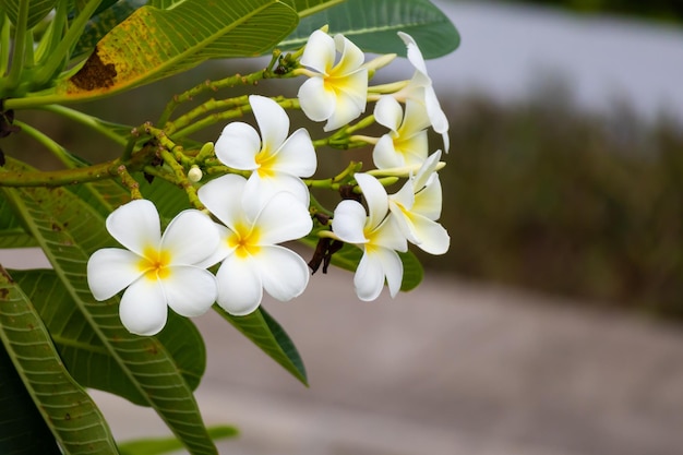 Flor Frangipani blanca Plumeria alba con hojas verdes