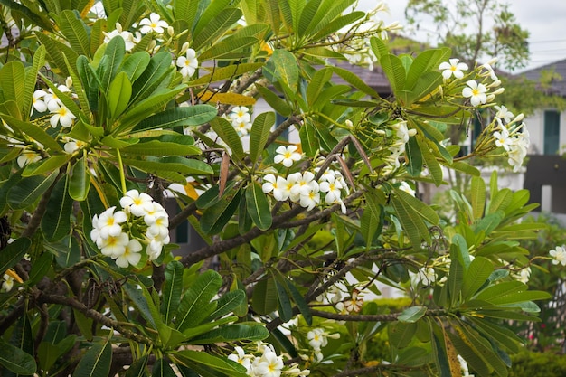 Flor Frangipani blanca Plumeria alba con hojas verdes