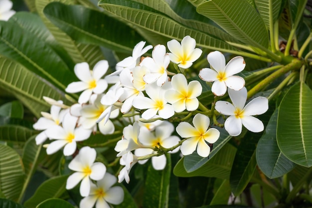 Flor Frangipani blanca Plumeria alba con hojas verdes