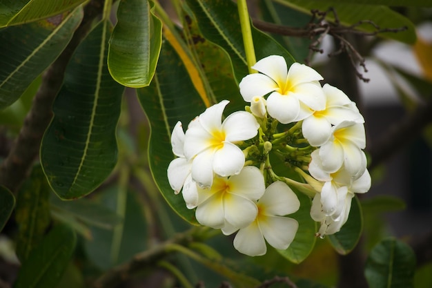 Flor Frangipani blanca Plumeria alba con hojas verdes