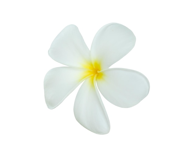 Flor de frangipani blanco aislado sobre fondo blanco.