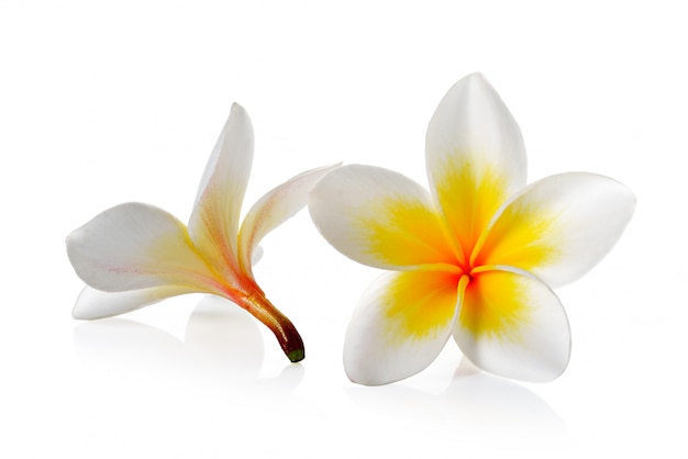 Flor de Frangipani en blanco aislado