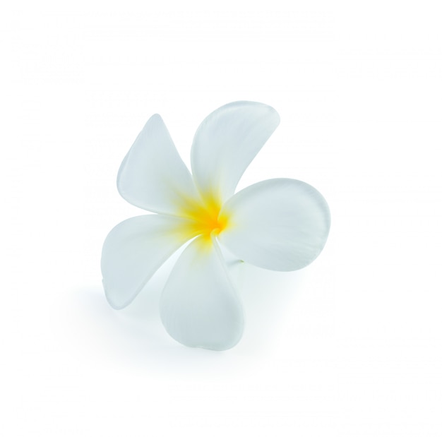 Flor de frangipani blanco aislado