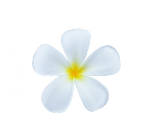 Flor de frangipani blanco aislado