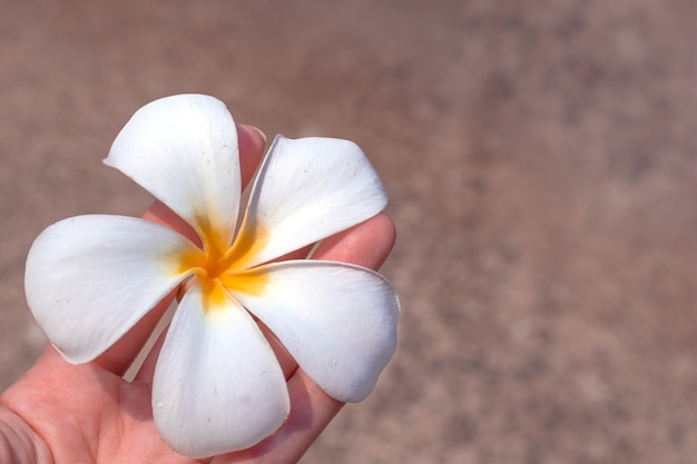 Flor de frangipani blanco en mano de niñas