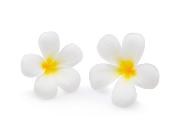 Flor de Frangipani en blanco