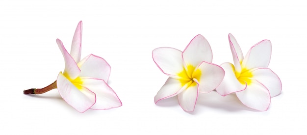 Flor de frangipani en blanco